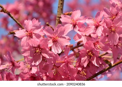 Flowering pink Cherry Blossom, Japanese cherry 'Collingwood Ingram' (Prunus hybrida)