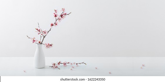 flowering pink cherry branch in  vase on white background