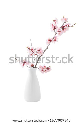 flowering pink cherry branch in  vase isolated on white background