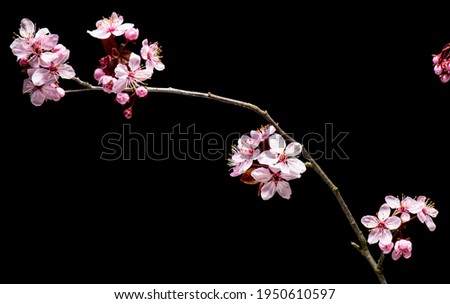Flowering pink Cherry flowers on black background. Opening Sakura flowers on branches Cherry tree at spring.