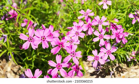 Flowering pink creeping phlox Samson Phlox subulata