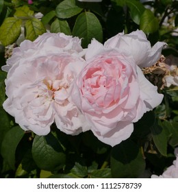 Flowering Pink English Rosa Barbara Austin Rose Bush