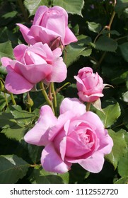 Flowering Pink English Rosa Maid Marion Rose Bush