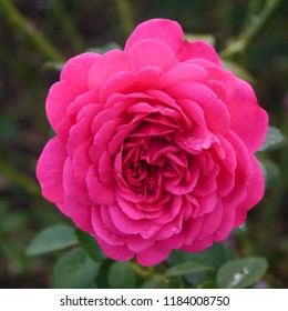 Flowering Pink English Rosa Sir John Betjeman Rose Bush In Summer