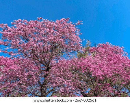 Flowering pink lapacho tree view from below on a clear sky day in Asunción, Paraguay.