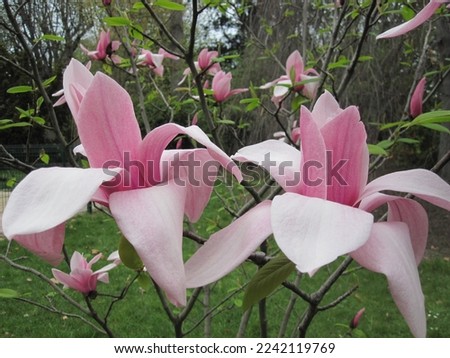 Flowering pink magnolia 'Star Wars' (Magnolia x hybrida)