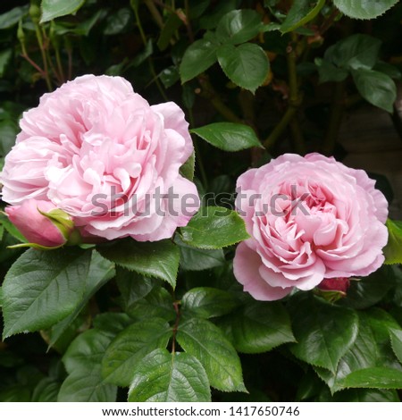 Flowering Pink Old English Rosa THE GENEROUS GARDENER  Rose Bush