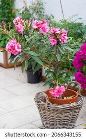flowering pink oleander in a basket on the terrace