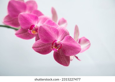 Flowering pink orchid phalaenopsis happy carol on a white background - Shutterstock ID 2315227477