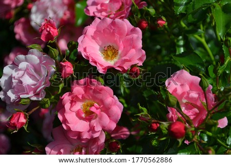 Flowering Pink Rose 'Flower Carpet' (Rosa hybrida)