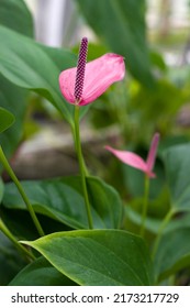 The Flowering Pink Spathiphyllum (spath Or Peace Lilies) Houseplant