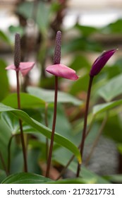 The Flowering Pink Spathiphyllum (spath Or Peace Lilies) Houseplant