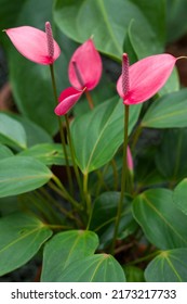 The Flowering Pink Spathiphyllum (spath Or Peace Lilies) Houseplant