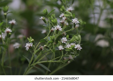 Flowering Planf Stevia Rebaudiana Candyleaf, Sweetleaf Or Sugarleaf In Garden