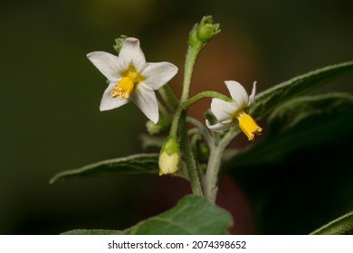 Flowering plant the european black nightshade( Solanum nigrum). Black nightshade or blackberry nightshade, Place for text.