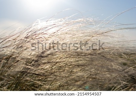 Similar – Foto Bild Weststrand Umwelt Natur