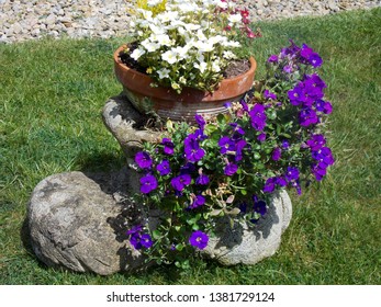 Boot Planter Stock Photos Images Photography Shutterstock