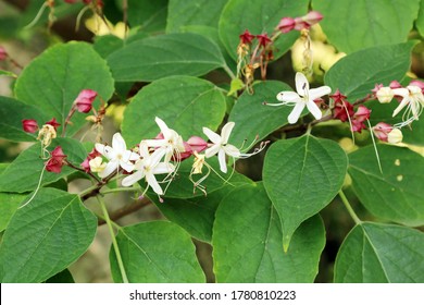 peanut butter tree flowers