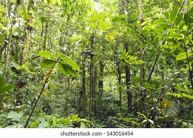 Flowering Plant In The Rainforest Understory, Ecuador