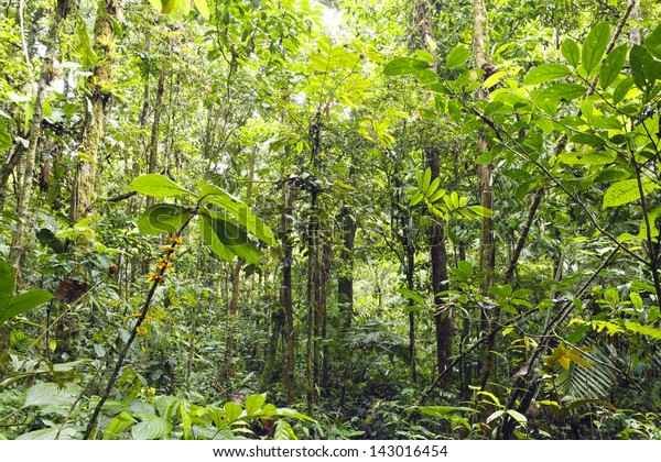 Flowering Plant Rainforest Understory Ecuador Stock Photo 143016454 ...