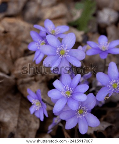 flowering plant, uncultivated, nature, springtime, plant, blue, blossom, liverwort, outdoor, forest, photography, no people, close-up, spring, hepatica, beauty in nature, flower petals, copy space