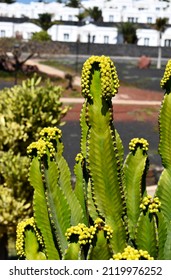 Flowering plants with buds and flowers of candelabra tree (Euphorbia candelabrum), succulent, growing in Lanzarote, Canary islands, in blurry backgrounds of white houses of the village