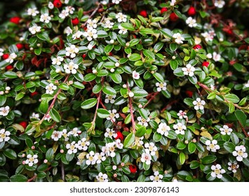 Flowering plants of creeping cotoneaster (Cotoneaster adpressus) or spreading stretch-fruit cotoneaster (Cotoneaster divaricatus) with many white flowers, buds, bright green shiny leaves, red berries