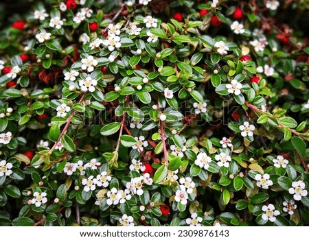 Flowering plants of creeping cotoneaster (Cotoneaster adpressus) or spreading stretch-fruit cotoneaster (Cotoneaster divaricatus) with many white flowers, buds, bright green shiny leaves, red berries