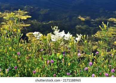 Flowering Plants And Grasses Beside Still Waters Of Industrial Canal 