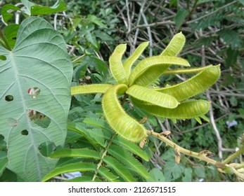 Flowering Plants In The Legume Family, Cure Plant, Herbs, Antioxidants, Free Radicals