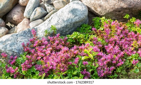 "rockery Plant" Images, Stock Photos & Vectors | Shutterstock