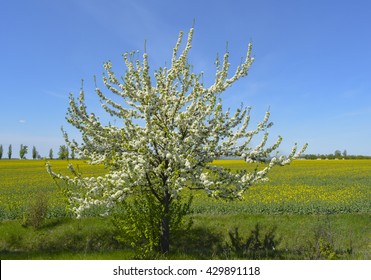 Flowering Plum Tree