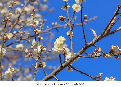 Flowering of plums in Tokyo - Japanese early spring