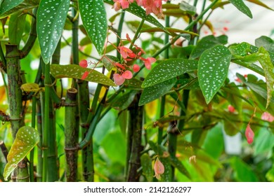 Flowering Polka Dot Begonia Closeup