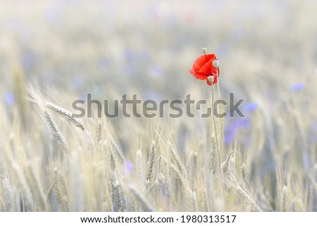 Similar – Image, Stock Photo small red Agriculture