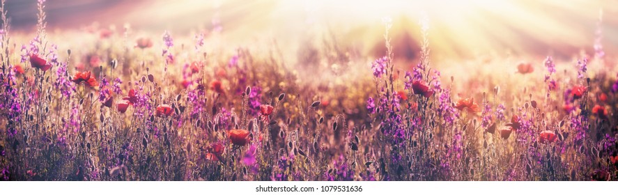 Flowering poppy flower - beautiful poppy flower and purple flower