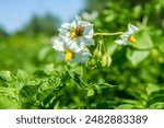 A flowering potato bush. The Colorado potato beetle sits on the flower. Striped Colorado potato beetle on a white potato flower.