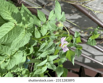 Flowering  Potato - Potato flowers and fruit are produced because this is how the plants multiply themselves, by seed. - Shutterstock ID 2311283895