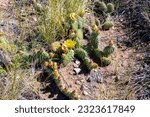 Flowering Prickly Pear Cactus in Great Sand Dunes in the Morning Light Against the Sangre De Cristo Mountains