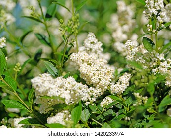 Flowering Privet In The Spring