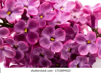 Purple Flowers High Res Stock Images Shutterstock