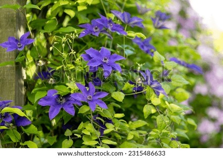 Flowering purple clematis in the garden. Flowers blossoming in summer. Beauty in nature.