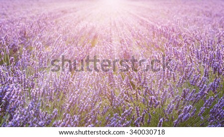 Similar – Field of lavender | it smells like … the Provence