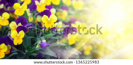 Flowering purple pansies in the garden in sunny day. Natural summer background with soft blurred focus.