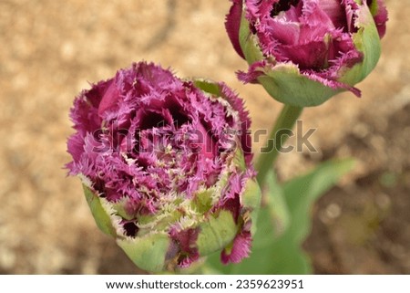 Flowering purple tulip 'Purple Tower' (Tulipa hybrida)