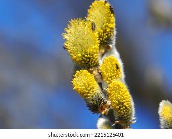 Flowering Pussy Willow In Late Spring