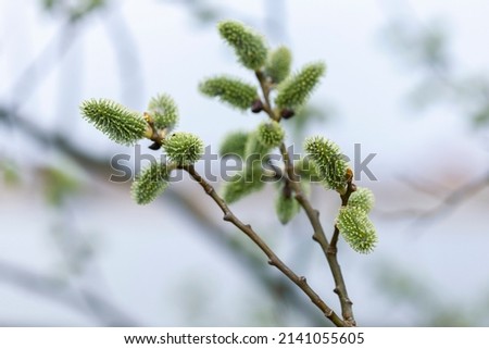 Flowering pussy willow (Salix caprea), female specimens on a background of charming blue sky. Mass flowering of willow cats in early spring with a beautiful bokeh background. Artistic photo, spring co