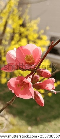 Similar – Image, Stock Photo Flowering quince (Chaenomeles) in the garden vertical background. Retro vintage pink mood mobile wallpaper.