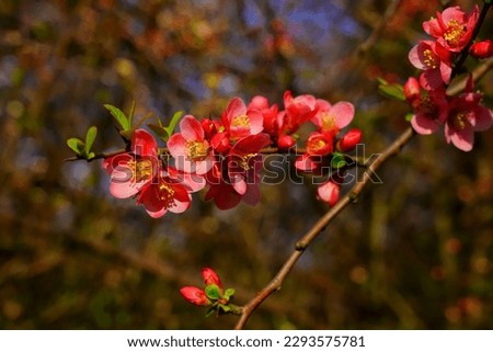 Image, Stock Photo Flowering quince (Chaenomeles) in the garden vertical background. Retro vintage pink mood mobile wallpaper.