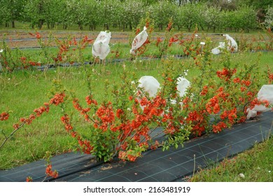 Flowering Quince Shrubs In An Agricultural Garden In May. The Scene With Plants Pollination Technology In The Horticulture Industry In Springtime. Beautiful Bright Orange Color Blossoms Of Quinces. 